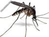 Szúnyogirtás mely biztosítja szabadban tartózkodás örömét

szúnyogirtás szabadtéri rendezvényeken , szúnyogirtás városokban, településeken

Szúnyogirtás elvégzését vállaljuk az ország egész területén.
Szúnyogirtás megrendelése esetén rövid határidővel elvégezz